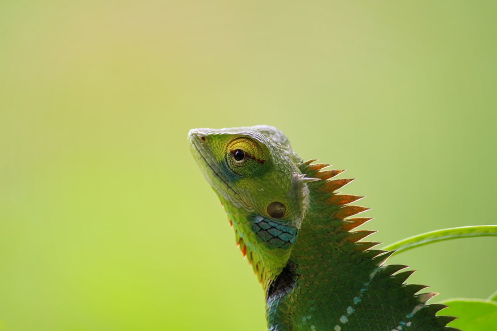 Fotografia a fuoco superficiale dell'iguana verde