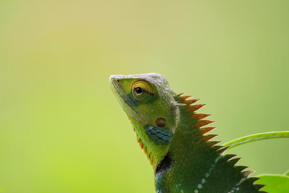 shallow focus photograpy of green iguana