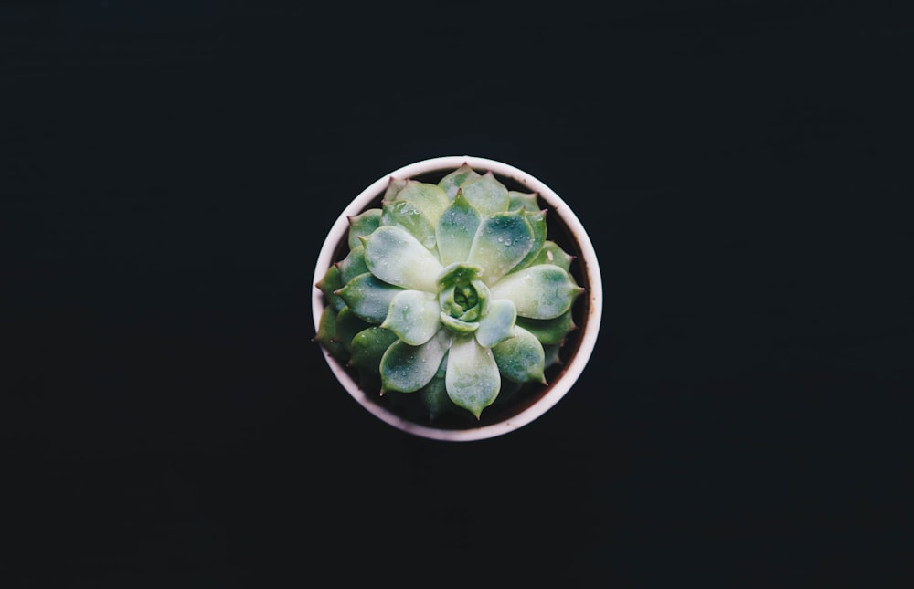 succulent plant