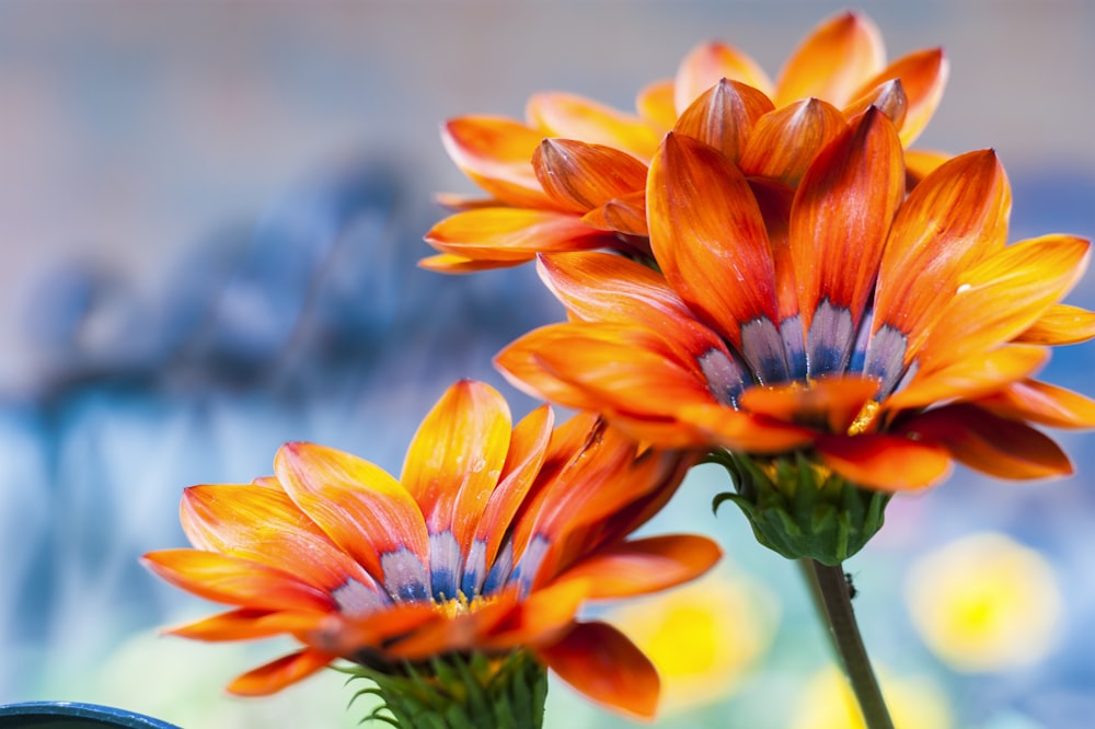 주황색 꽃잎이 달린 꽃의 선택적 초점 사진