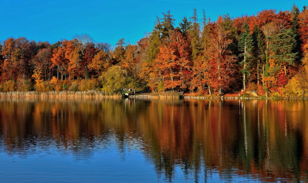 calm body of water near trees