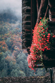 A rustic wooden balcony overlooking misty mountain peaks framed by pine trees.