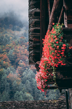 A rustic wooden balcony overlooking misty mountain peaks framed by pine trees.