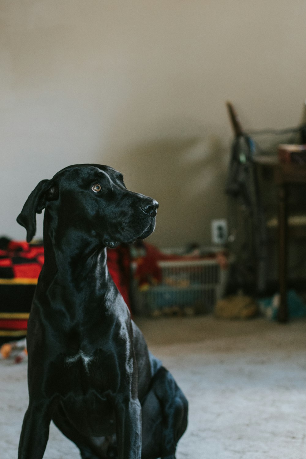 shallow focus photography of dog