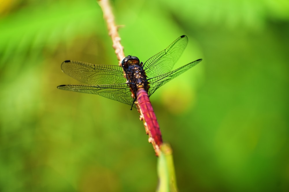 shallow focus photography of pink insect