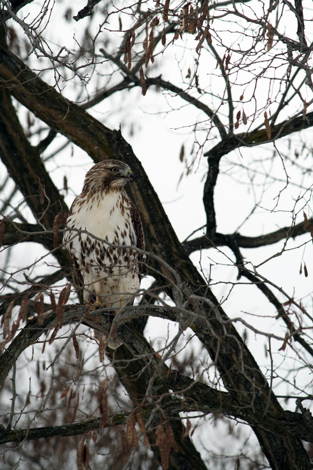 brown and white bird on tree branch