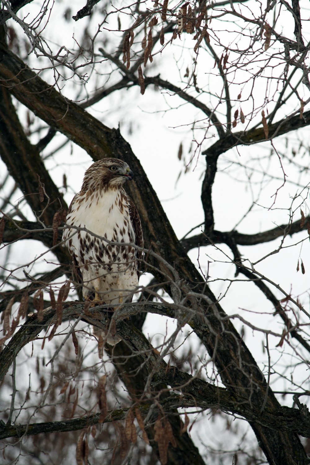 brauner und weißer Vogel auf Ast