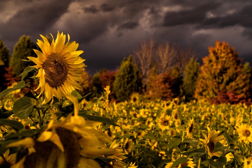 sunflower field under dark clouds
