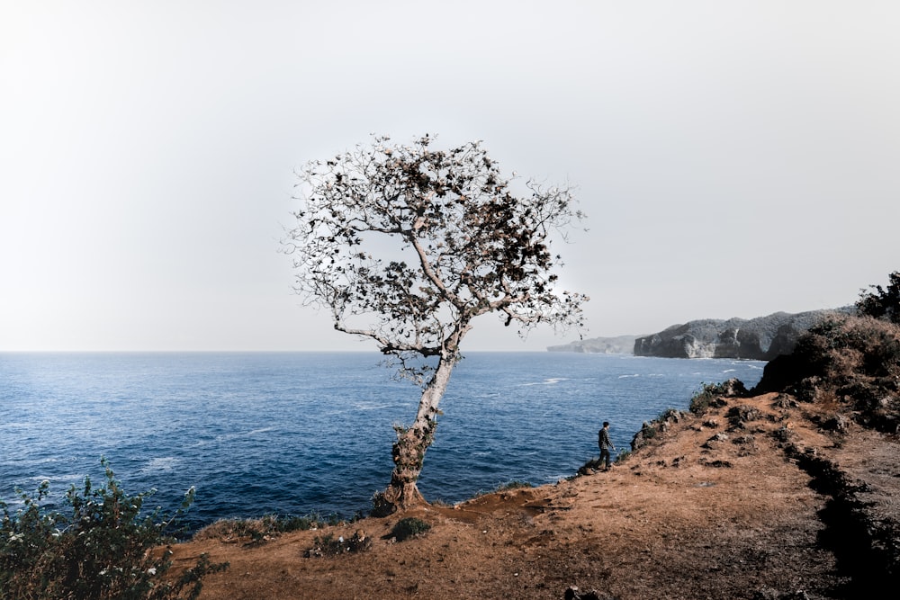 person standing on cliff near body of water