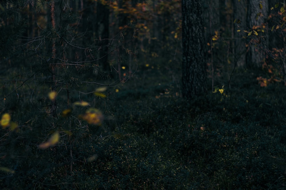 Photographie sélective des plantes