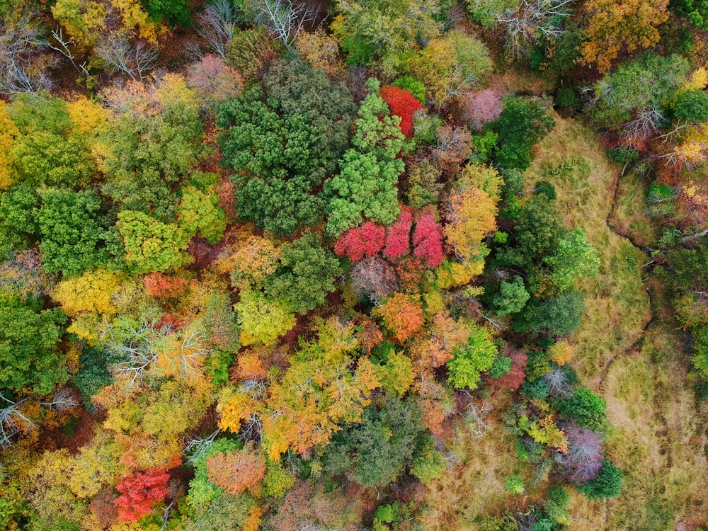 green and red trees during daytime