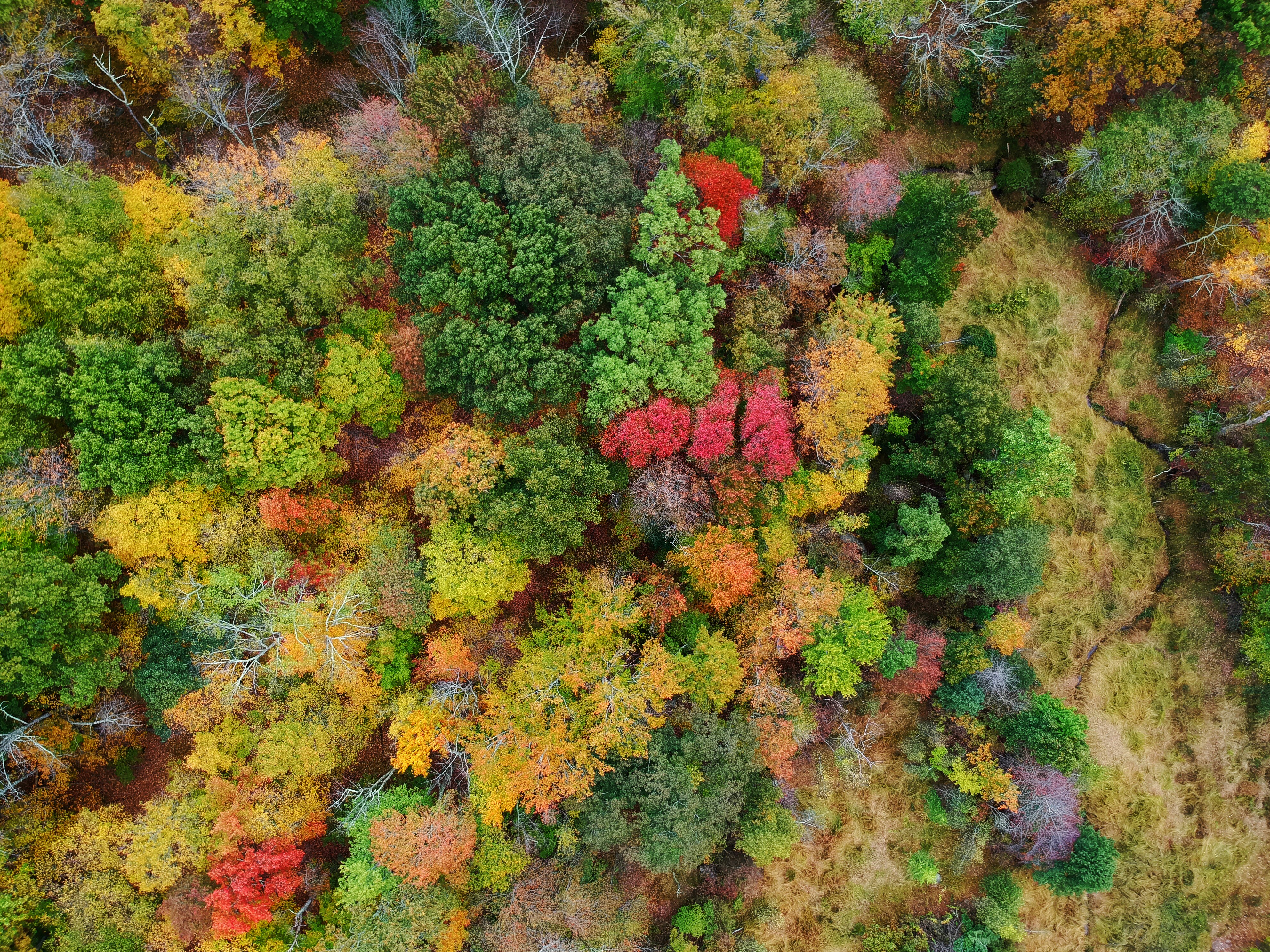 Foliage view from above