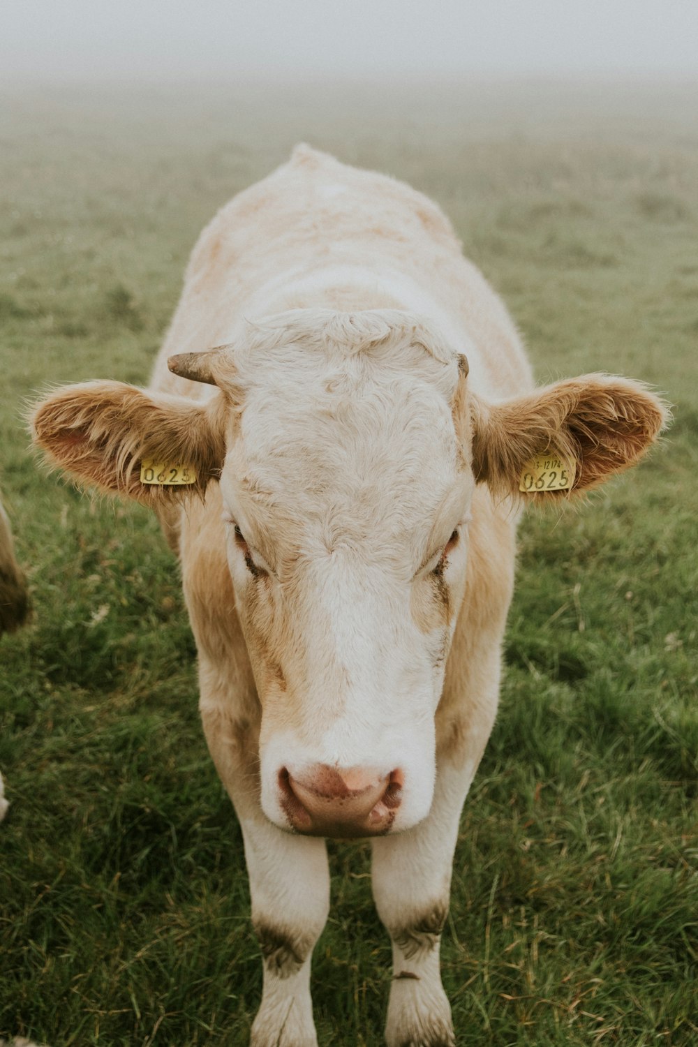 brown cattle standing on green grass