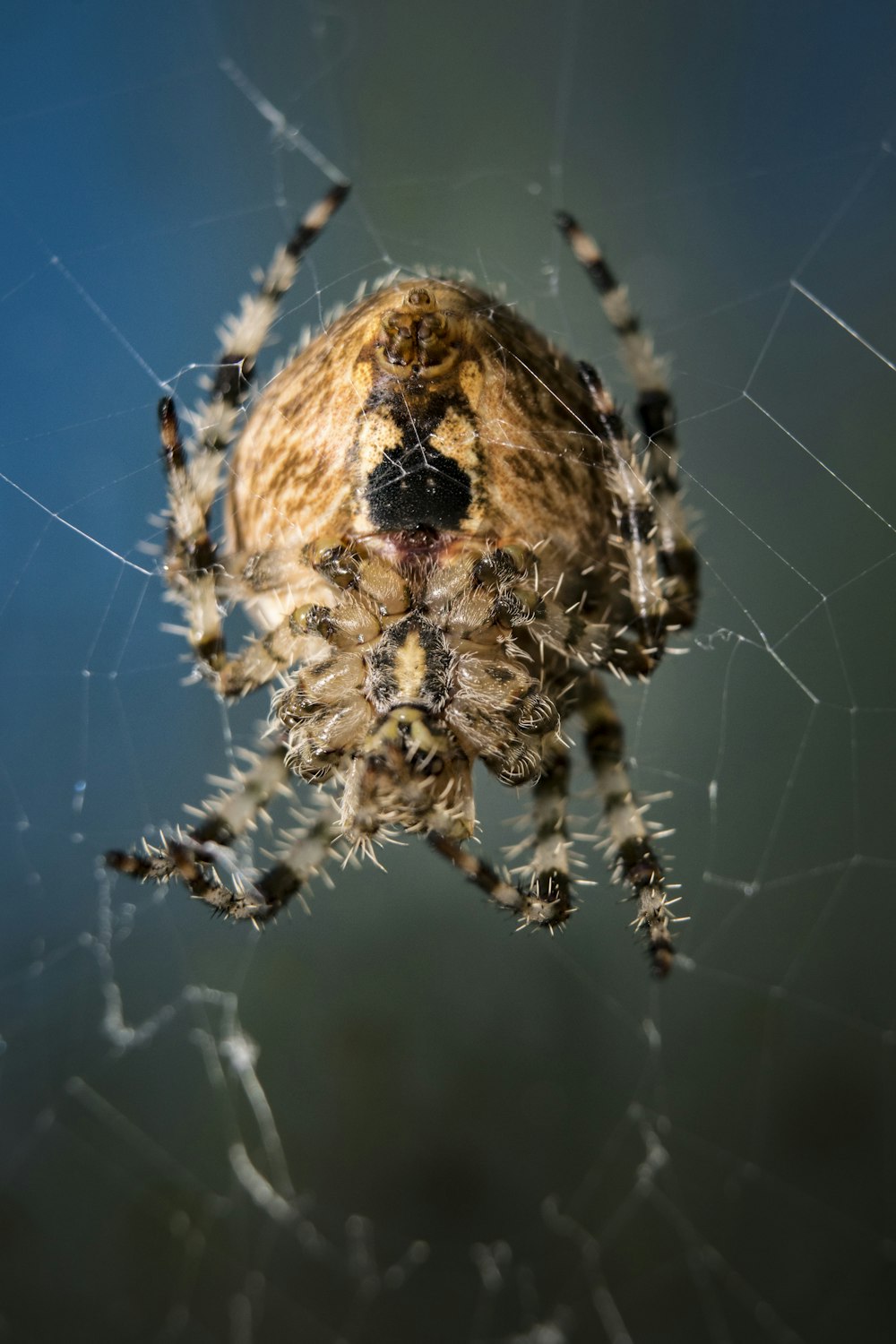 beige and black spider