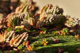 Clusters of tiny, plump succulents with pastel hues cascading gently over a mossy stone surface.