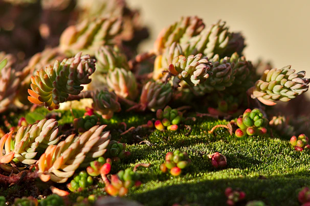 Clusters of tiny, plump succulents with pastel hues cascading gently over a mossy stone surface.