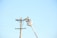 A worker in a bucket lift is performing maintenance on a utility pole, wearing protective gear including a hard hat. The utility pole has multiple wires attached, and the scene is set against a clear blue sky.