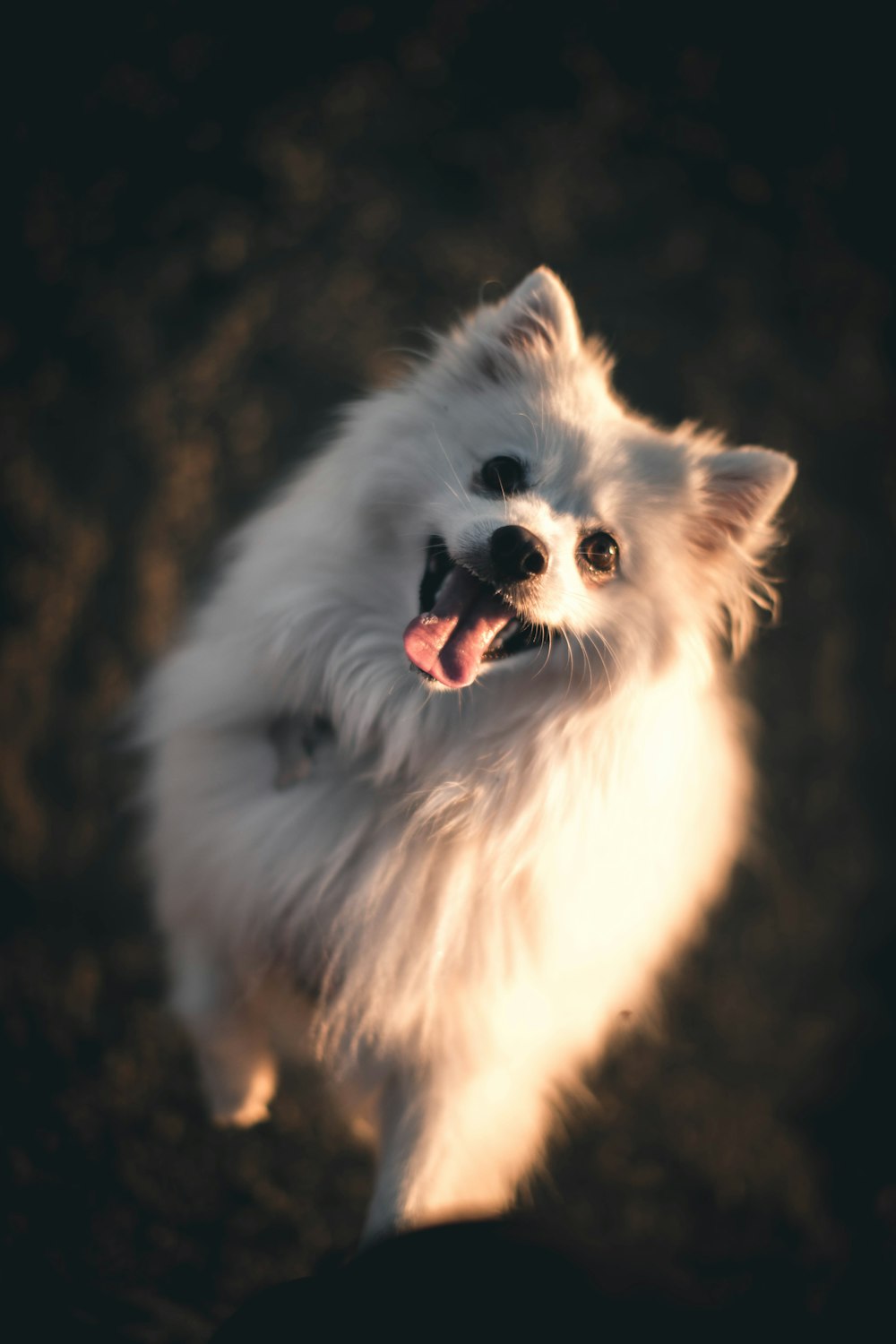 white dog standing with tongue out