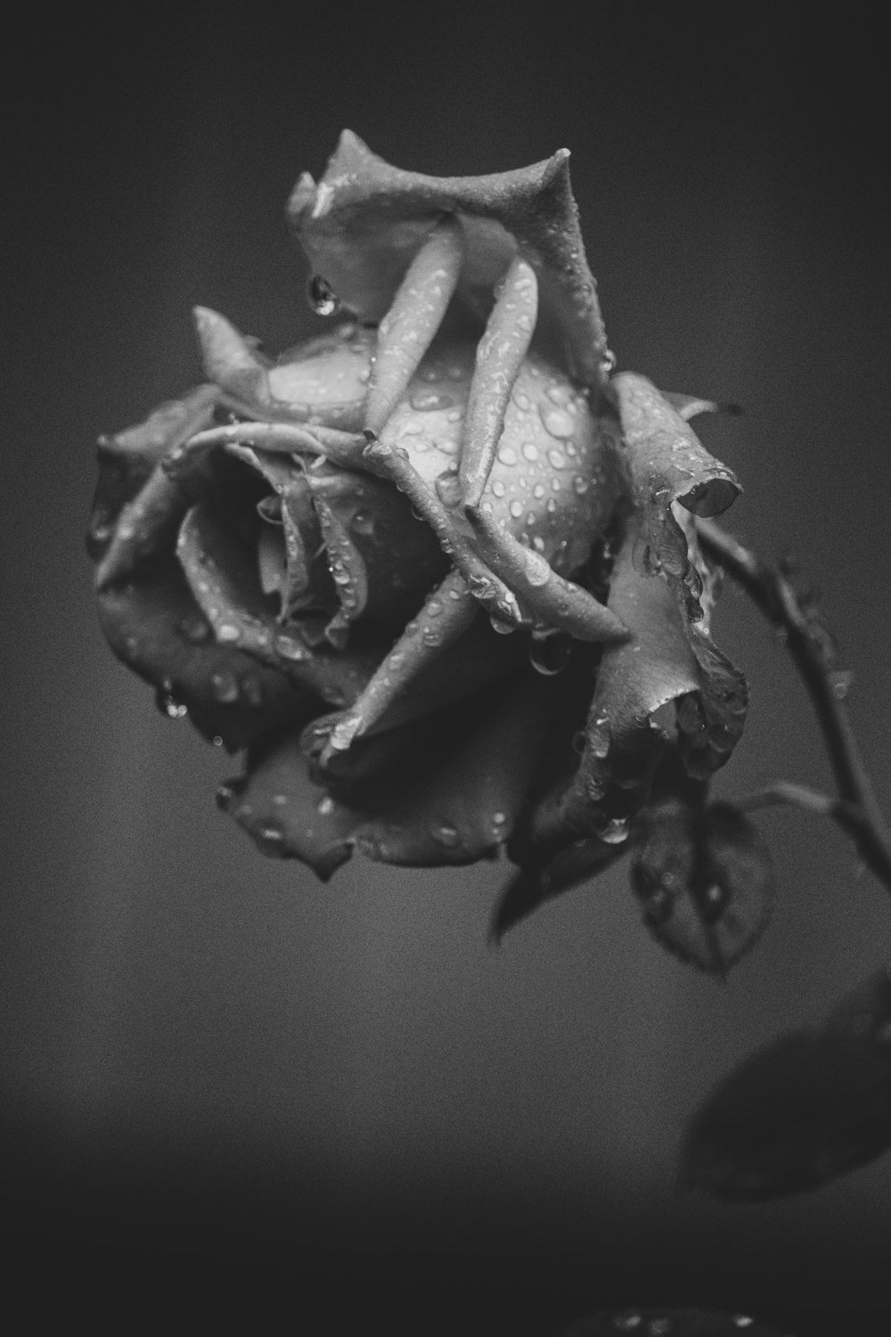 grayscale photography of rose