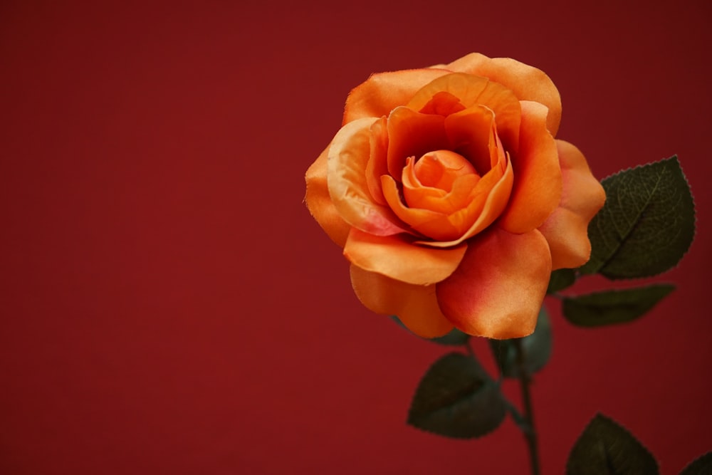 orange rose