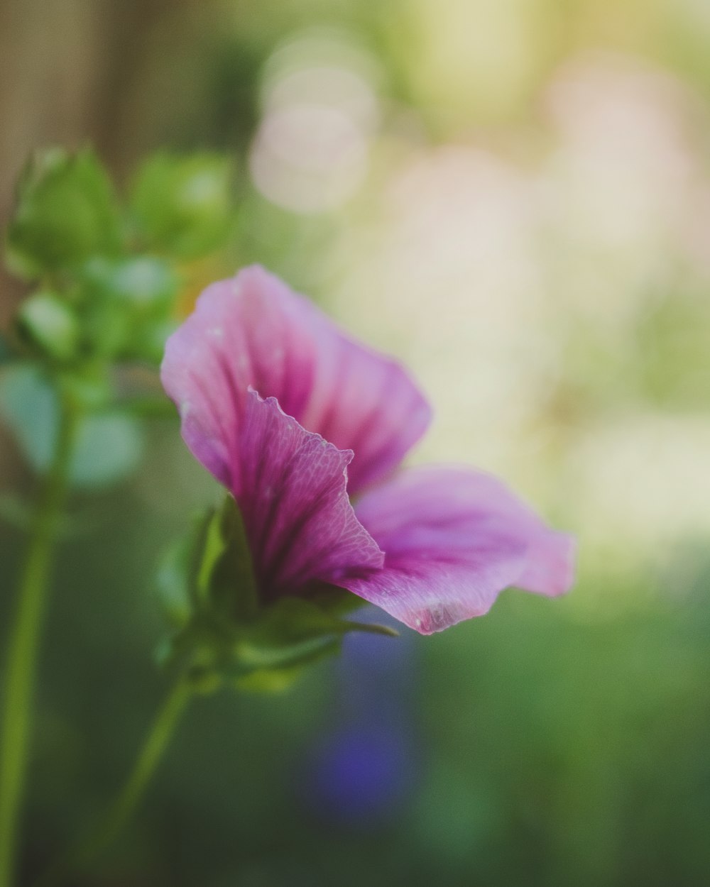 selective focus photography of pink petaled flower at daytime
