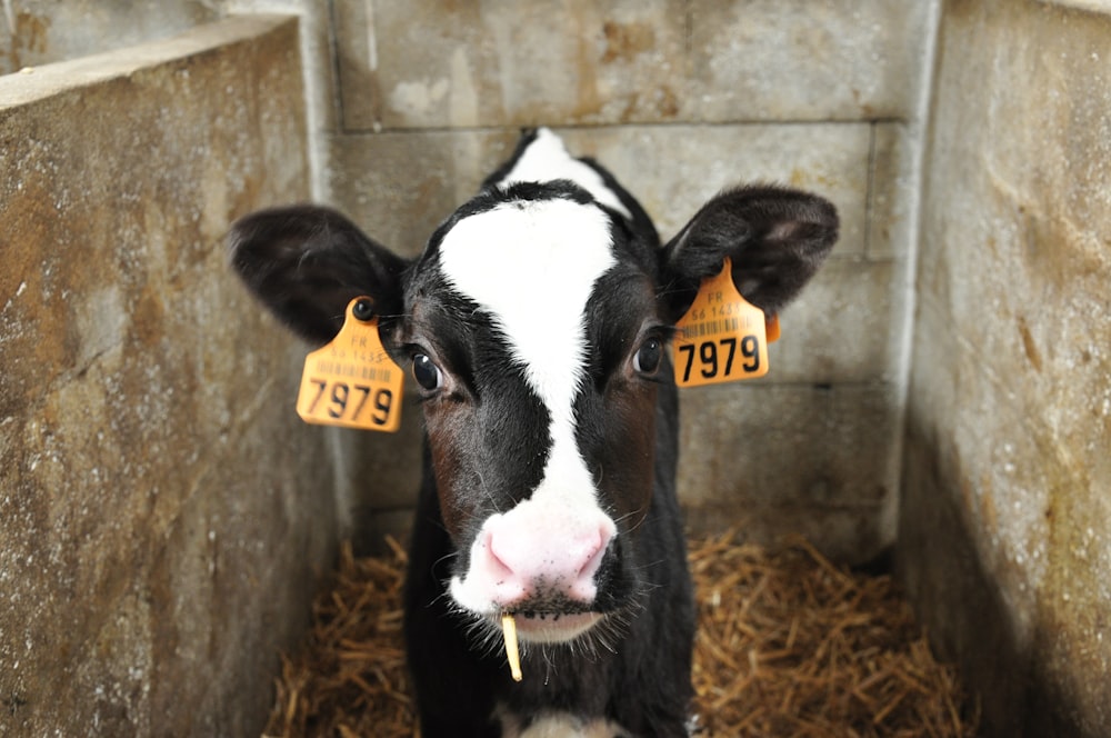 white and black cattle with number 7979 tags