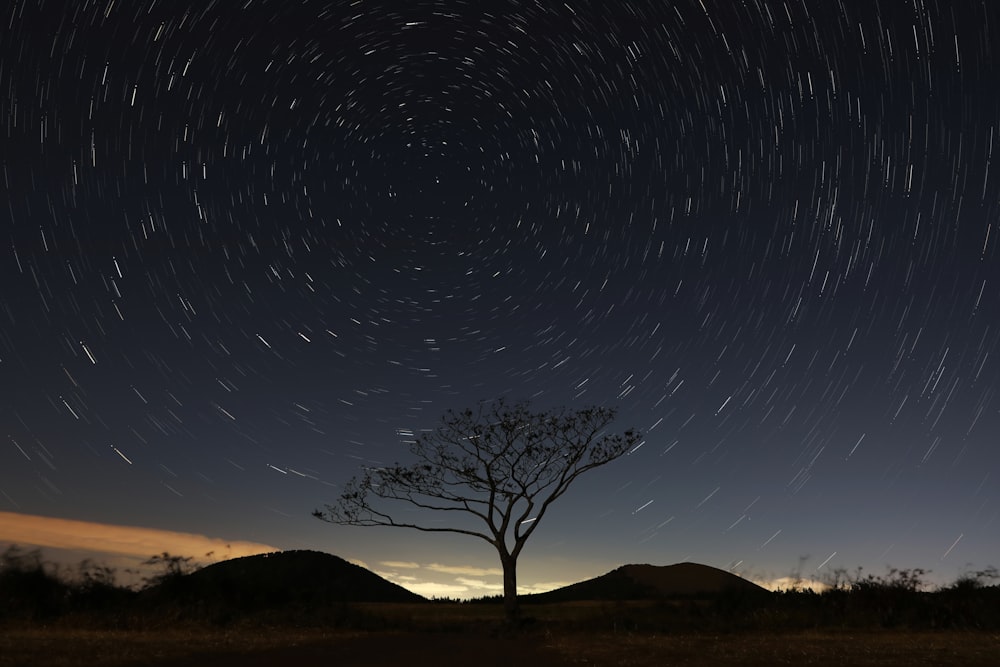 silhouette photography of tree