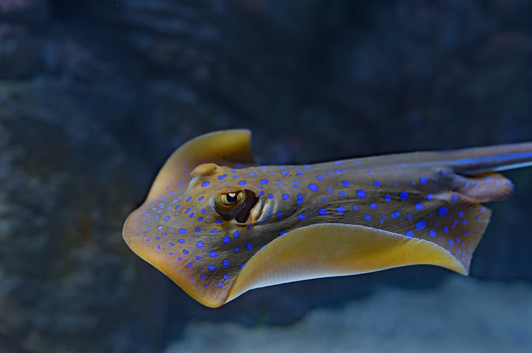 This very active blue-spotted sting ray was fast and a challenge to photograph at the Cairns Aquarium.