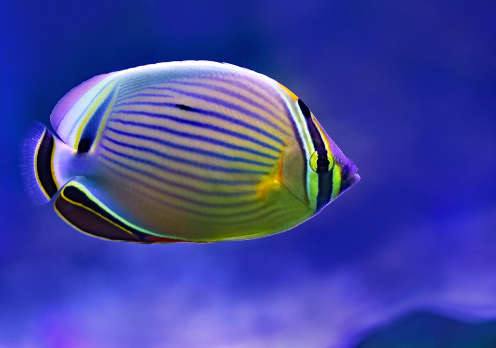 yellow and black Blue Tang fish