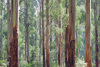 Tall eucalyptus trees with smooth bark rise vertically, surrounded by lush green foliage in a dense forest setting. Sunlight filters through the canopy, highlighting the intricate textures and colors of the trees and plants.