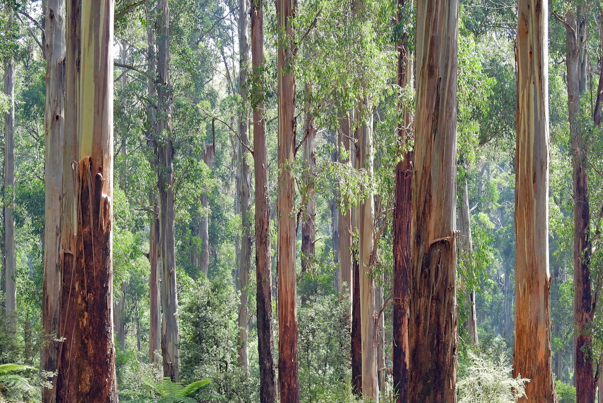 Eucalyptus forest canopy