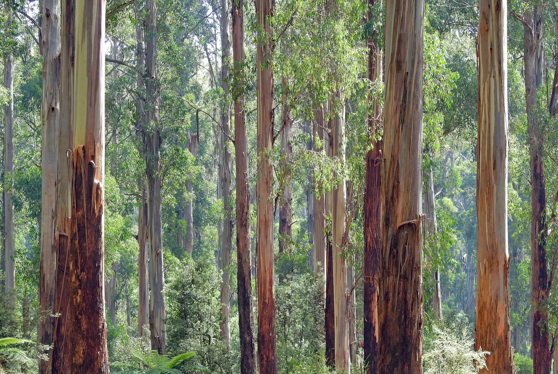 green leafed trees on forest