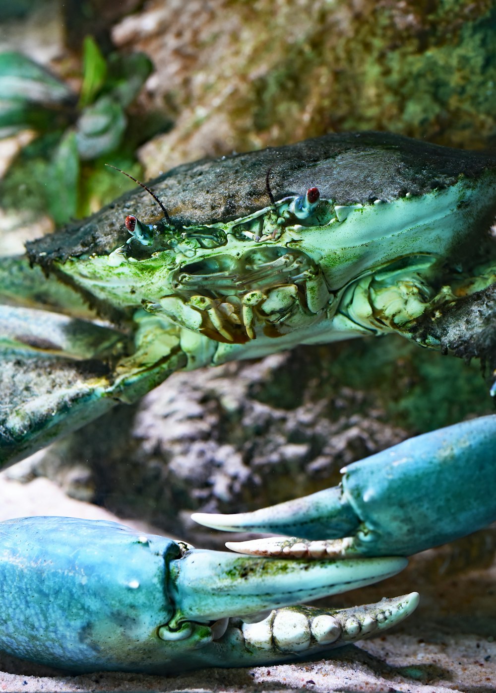 close up photo of teal and black crab