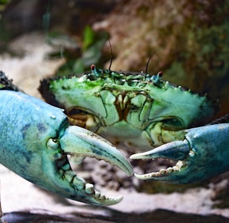 shallow focus photography of green crab