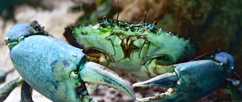 shallow focus photography of green crab