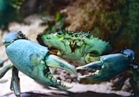shallow focus photography of green crab