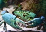 shallow focus photography of green crab