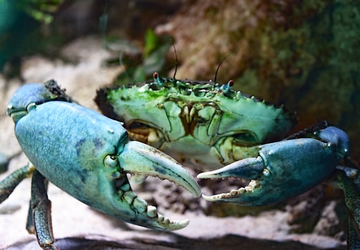 shallow focus photography of green crab