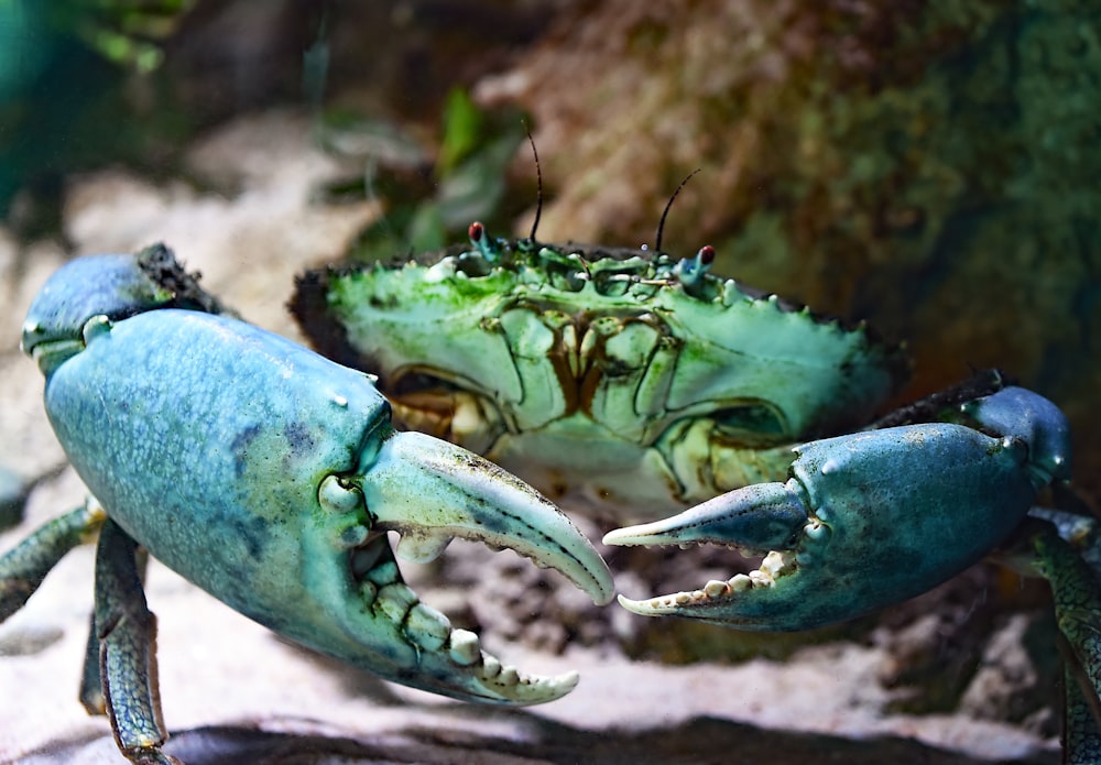 Photographie à mise au point peu profonde de crabe vert