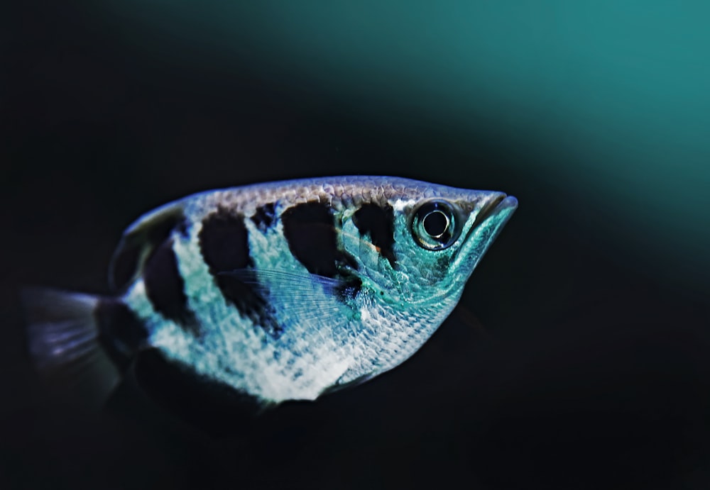 close-up photo of black and gray fish