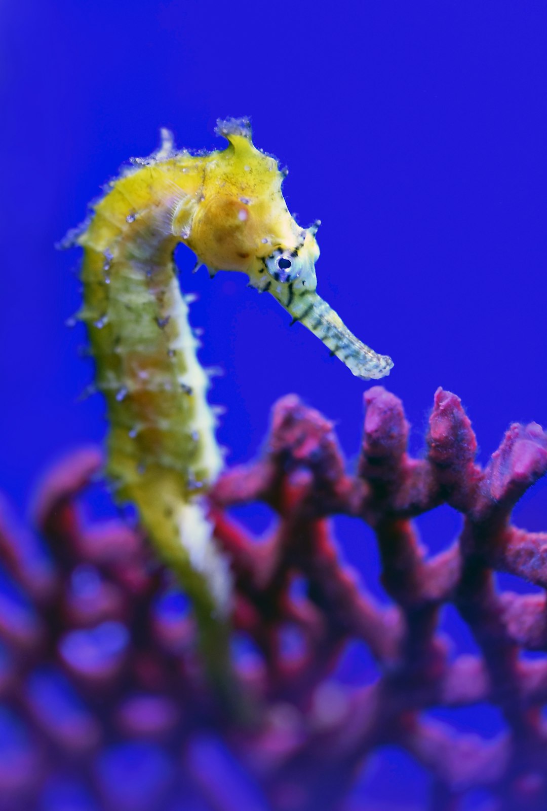 travelers stories about Underwater in Cairns Aquarium, Australia