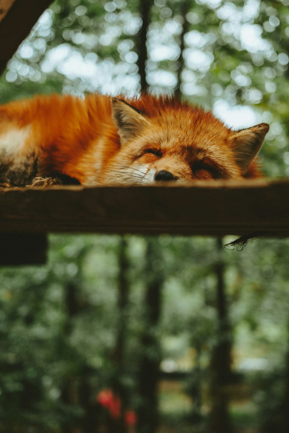 Zorro marrón durmiendo sobre tablón de madera marrón