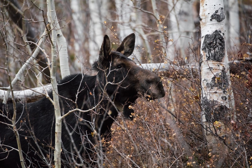 black and brown animal near trees