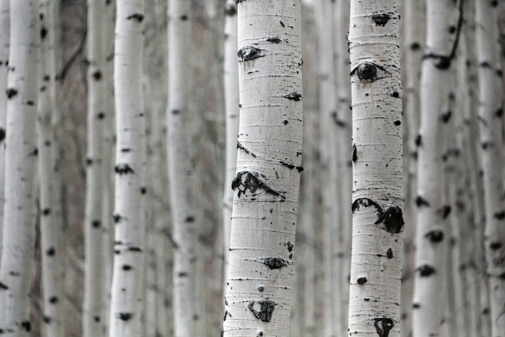 500+ Birch Tree Pictures [HD] | Download Free Images on Unsplash
