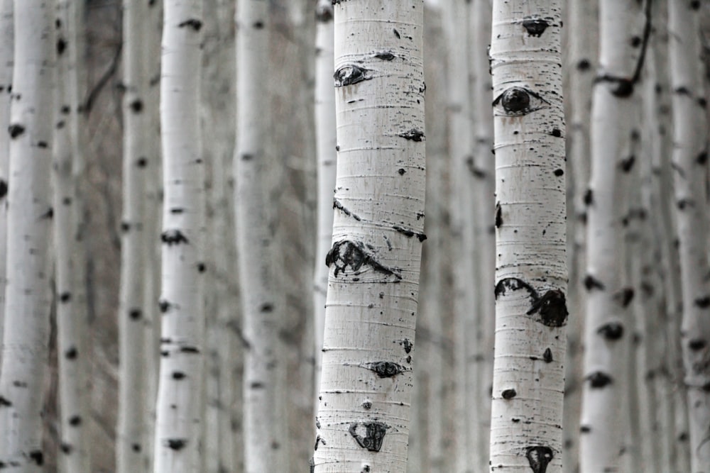 Un gruppo di alberi che si ergono nella neve