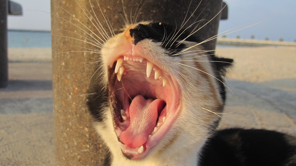 black and white tuxedo cat yawning