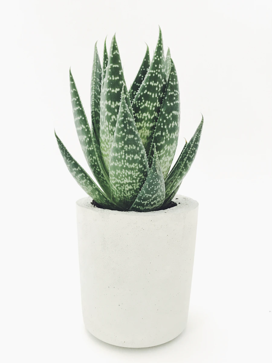 Aloe Vera Mini PT 9