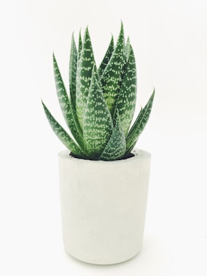 Aloe vera
