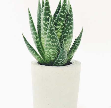 Aloe vera in white pot