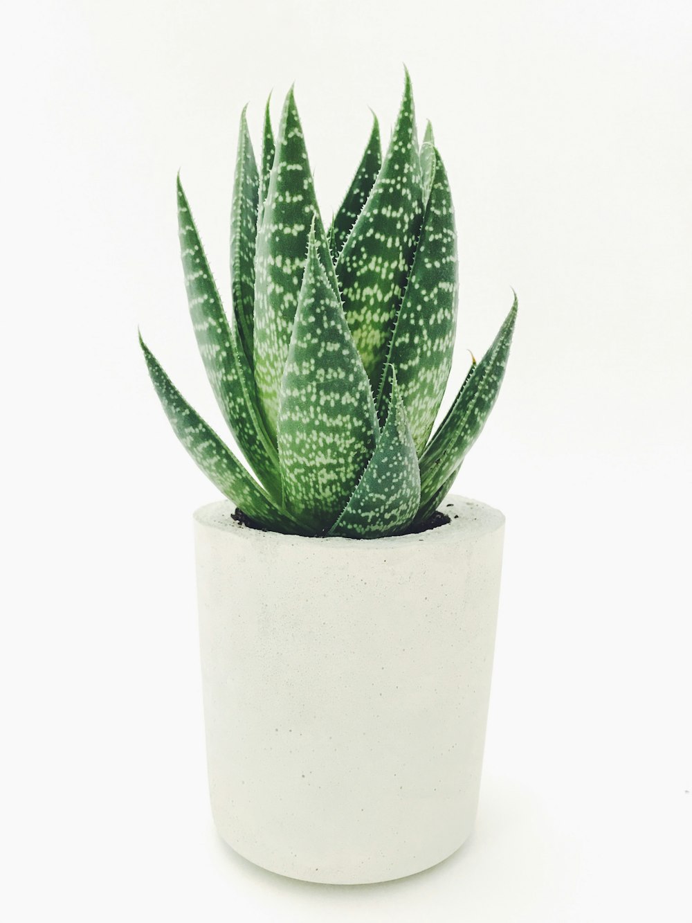 Aloe vera en pot blanc